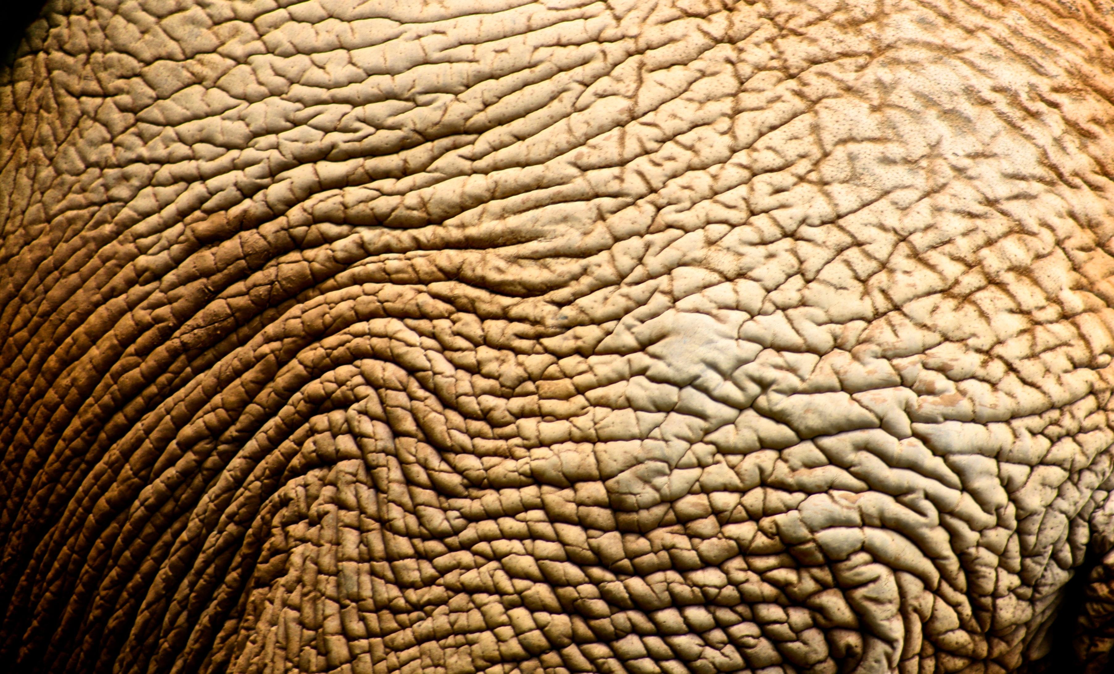 Elephant Skin Wallpaper