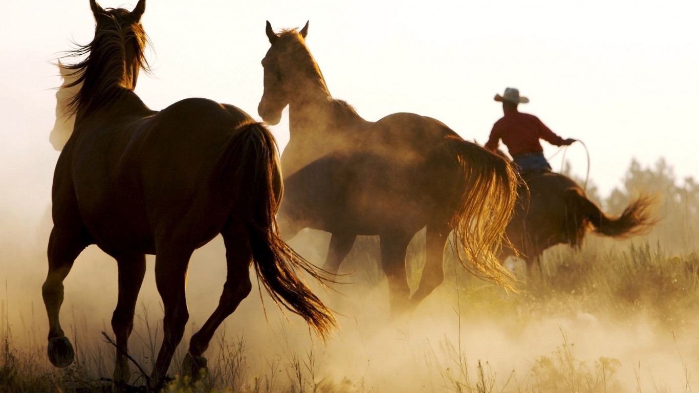 Wild Horses And Cowboy Desktop Pc Mac Wallpaper Pictures