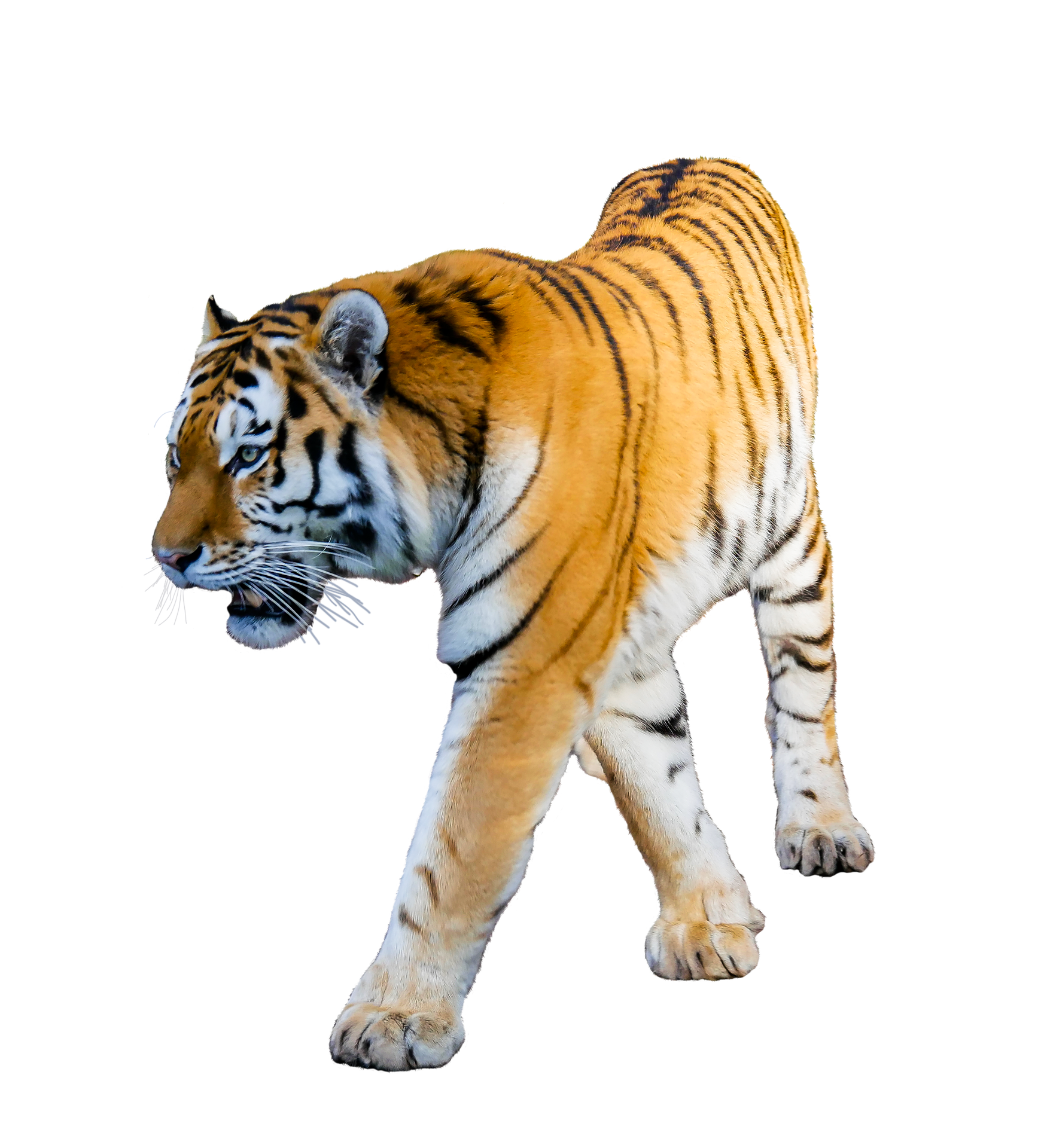 Tiger White Background All