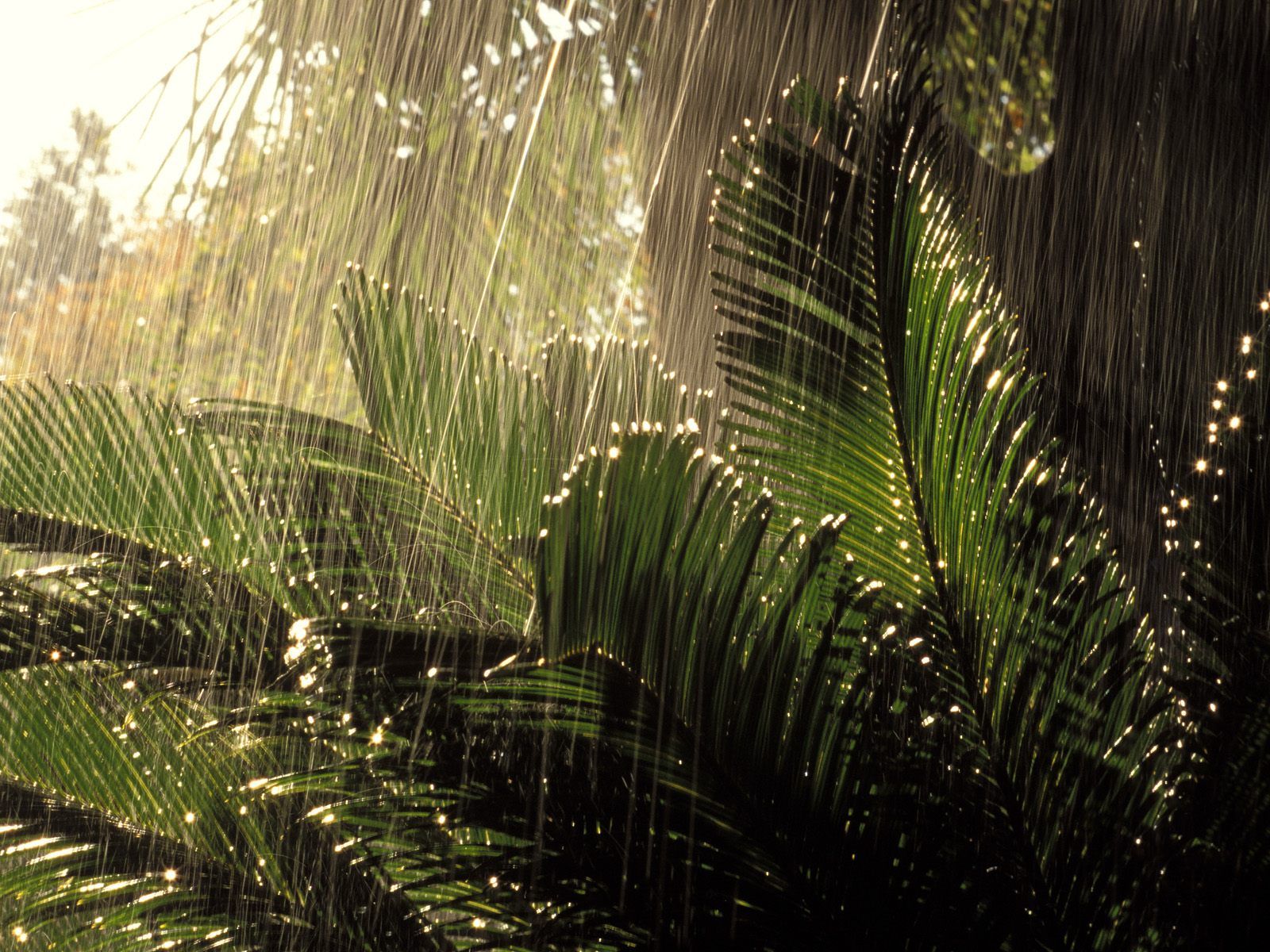 Nature Rain Wallpaper Jungle Forest Tropical