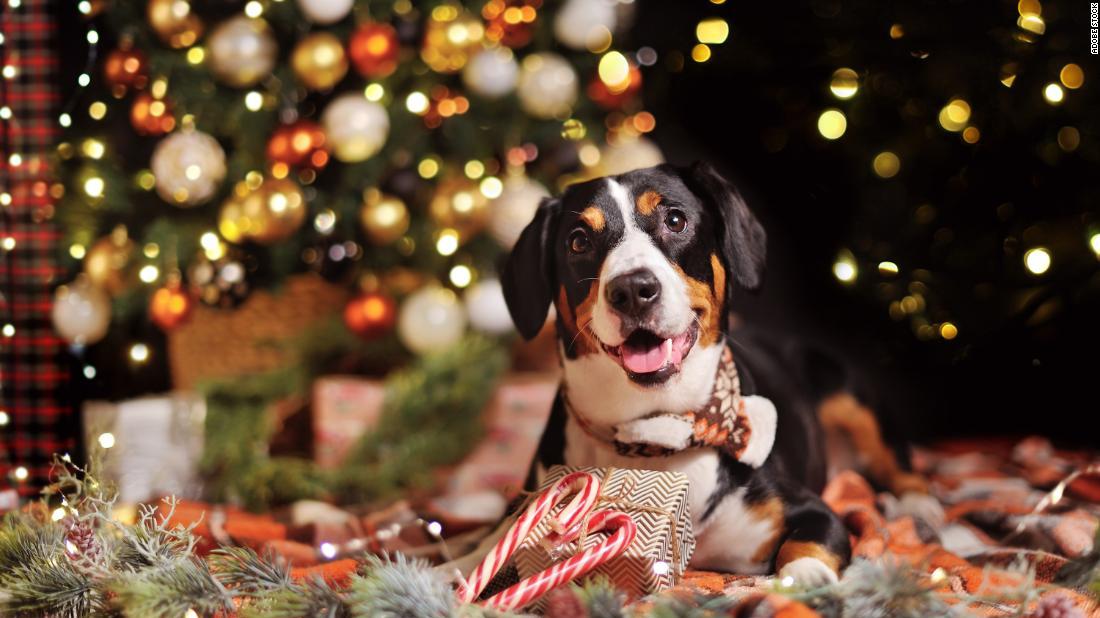 How To Tackle Pet Anxiety During The Holidays According