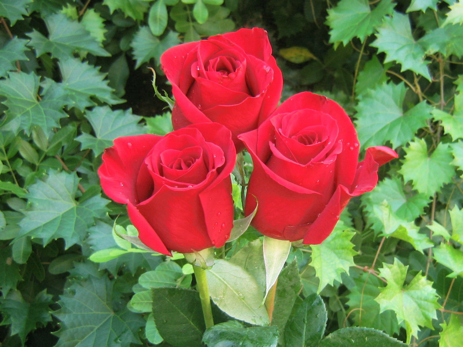 Pictures World Beautiful Red Rose Wallpaper