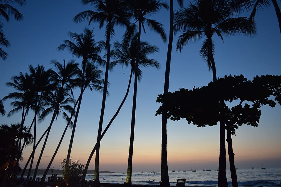 Tamarindo 1080p 2k 4k 5k HD Wallpaper