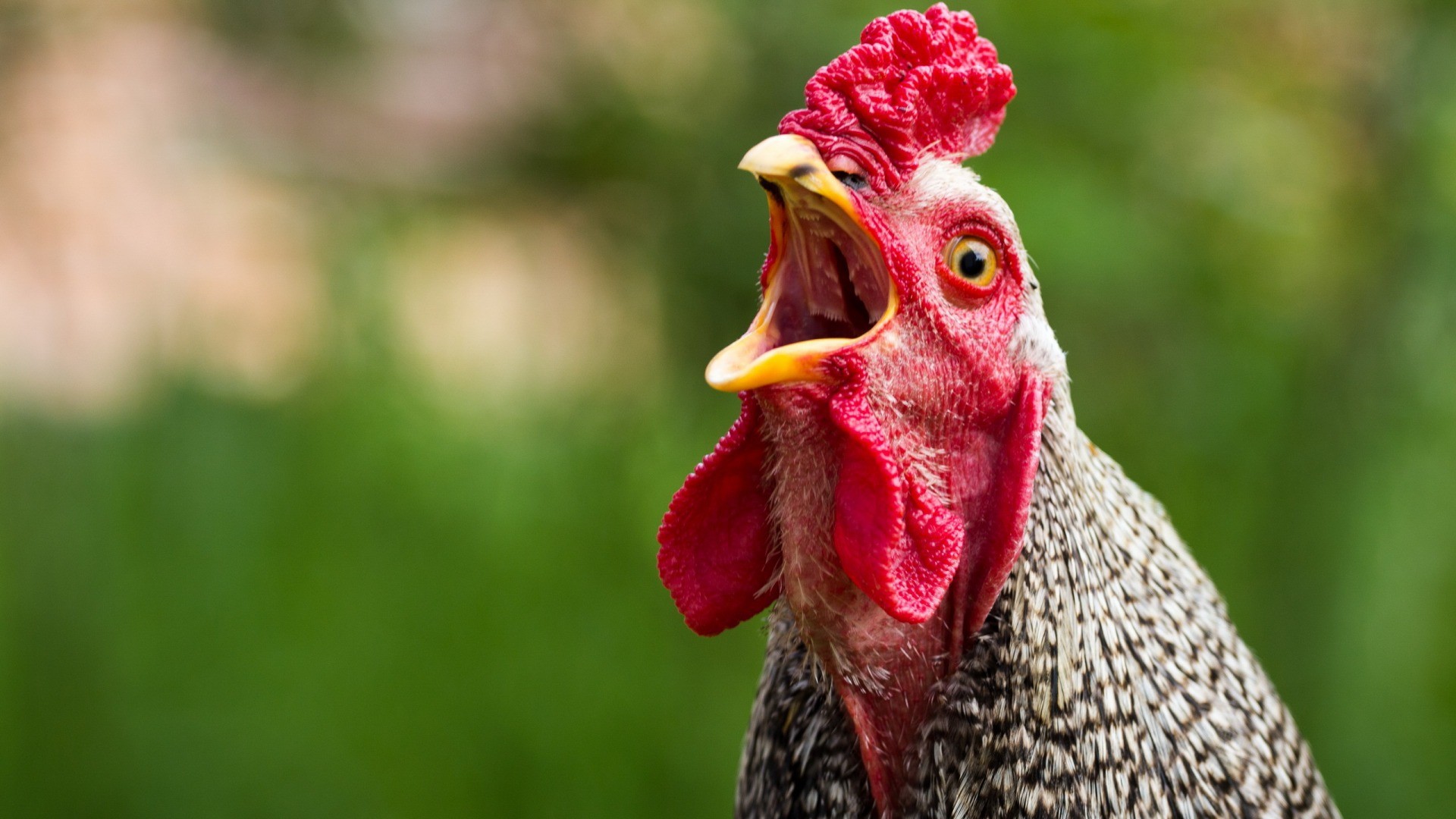 Chicken Wallpaper HD