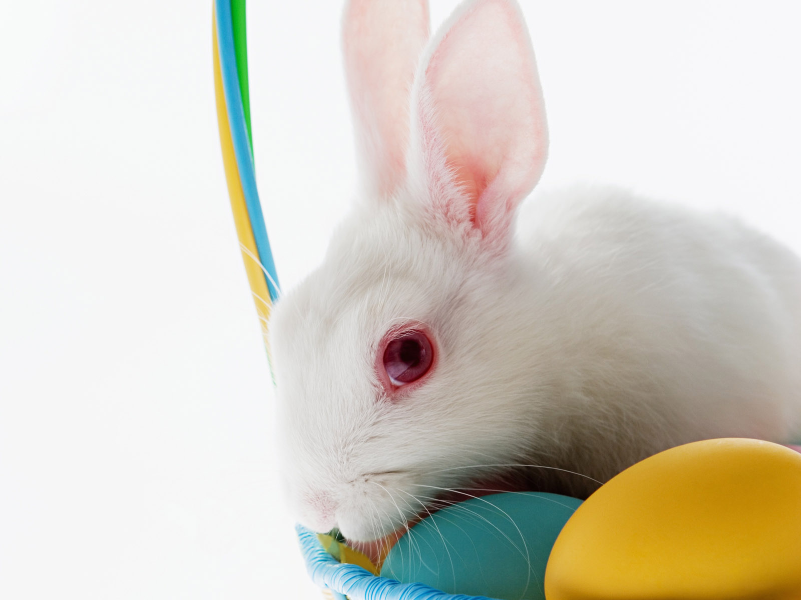 Cute Bunny Rabbit Easter Wallpaper For Desktop