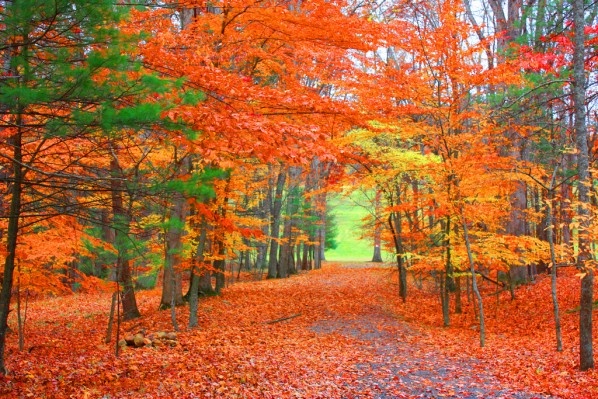 Beautiful Autumn Scene Fall Harvest