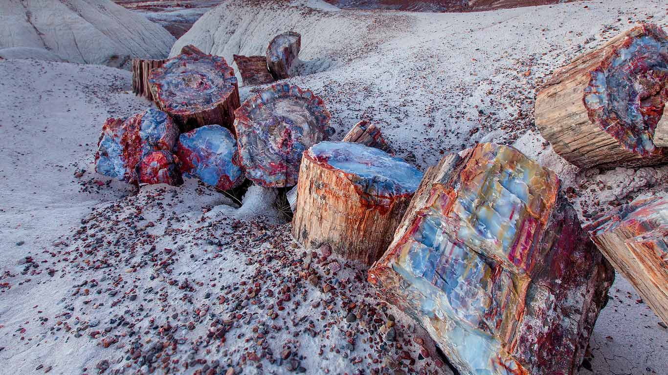 Petrified Wood In The Forest National Park Arizona