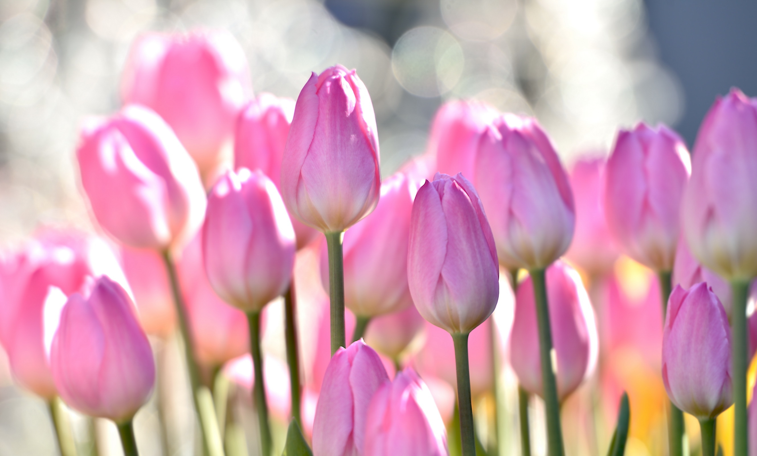 Close Up Of Pink Tulip Flower In Sun HD Wallpaper