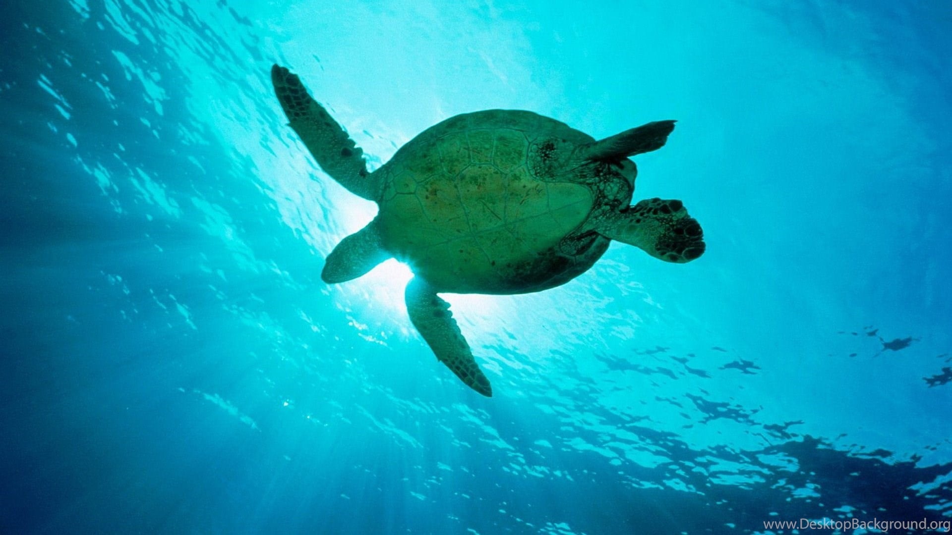 Cute Turtle Wallpaper