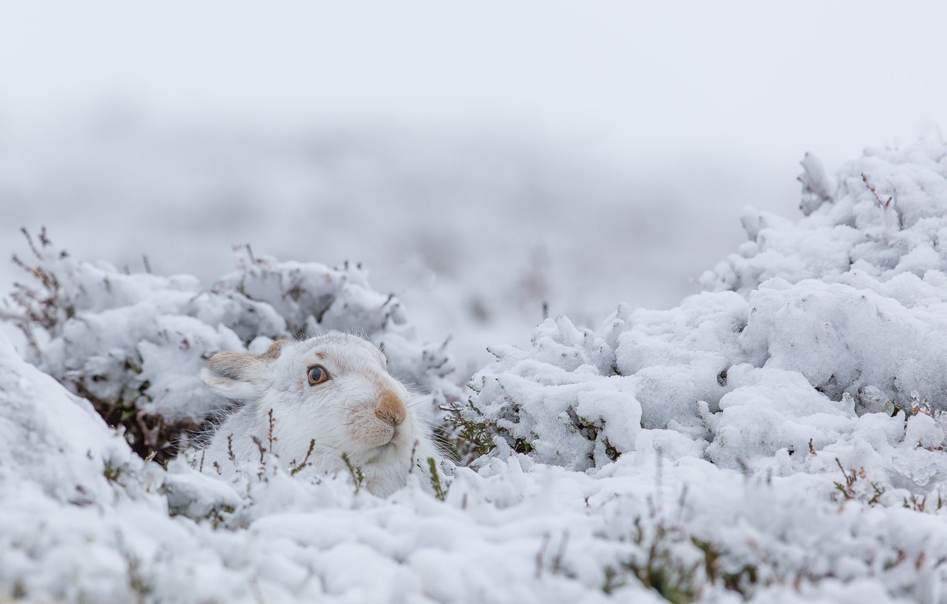 Wallpaper winter snow nature rabbit images for desktop section