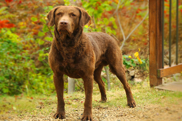 Chesapeake Bay Retriever Puppies HD Pictures Image Wallpaper