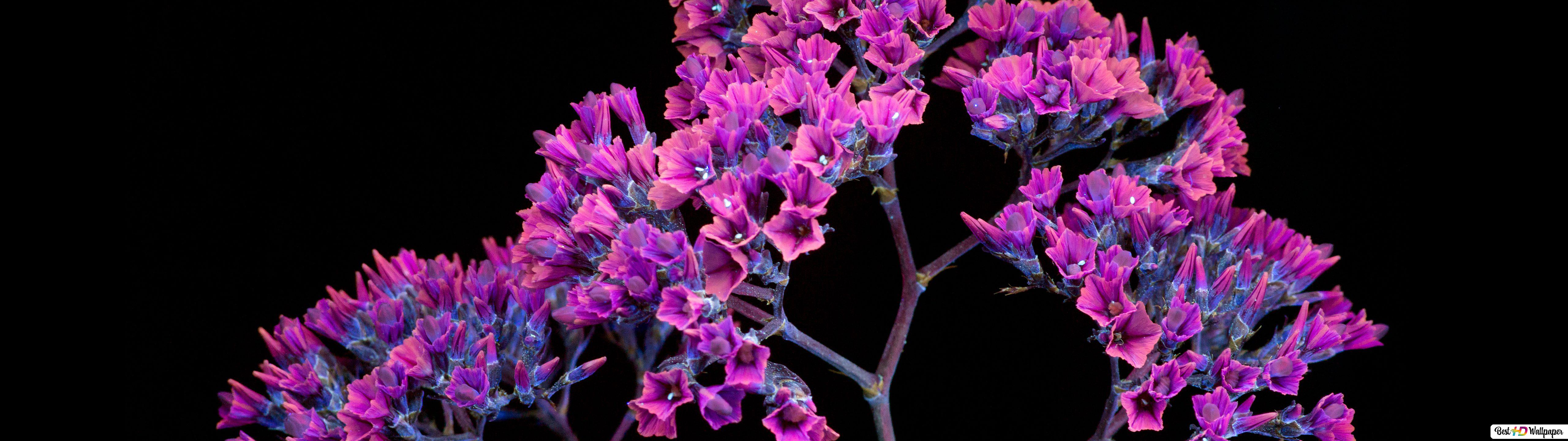 Purple Crocus Flowers HD Wallpaper
