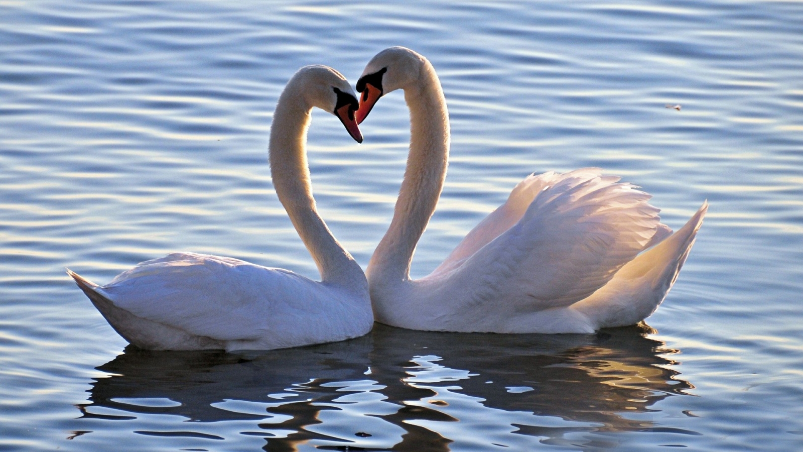 Swan Photos, Download The BEST Free Swan Stock Photos & HD Images