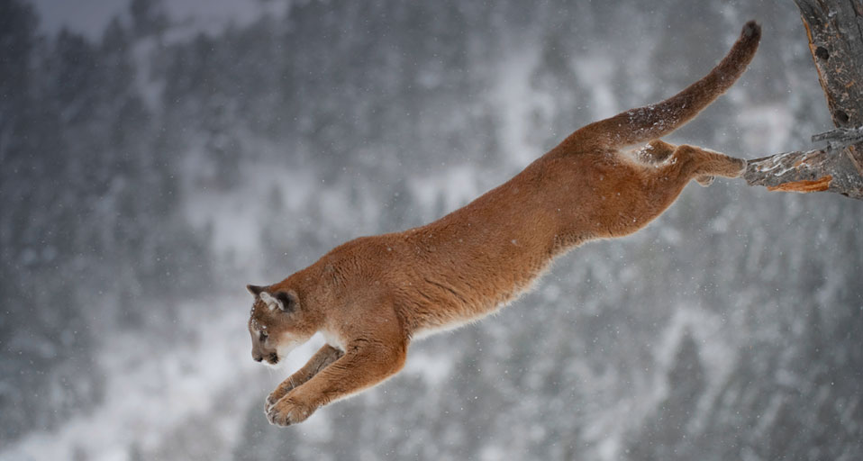 Mountain Lion Jumping From A Tree In