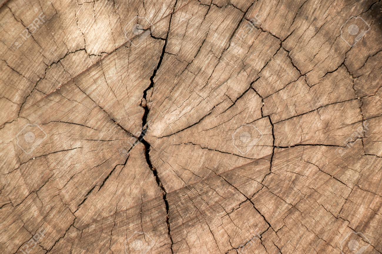 Closed Up Of Brown Aging Tree Stump Background Stock Photo