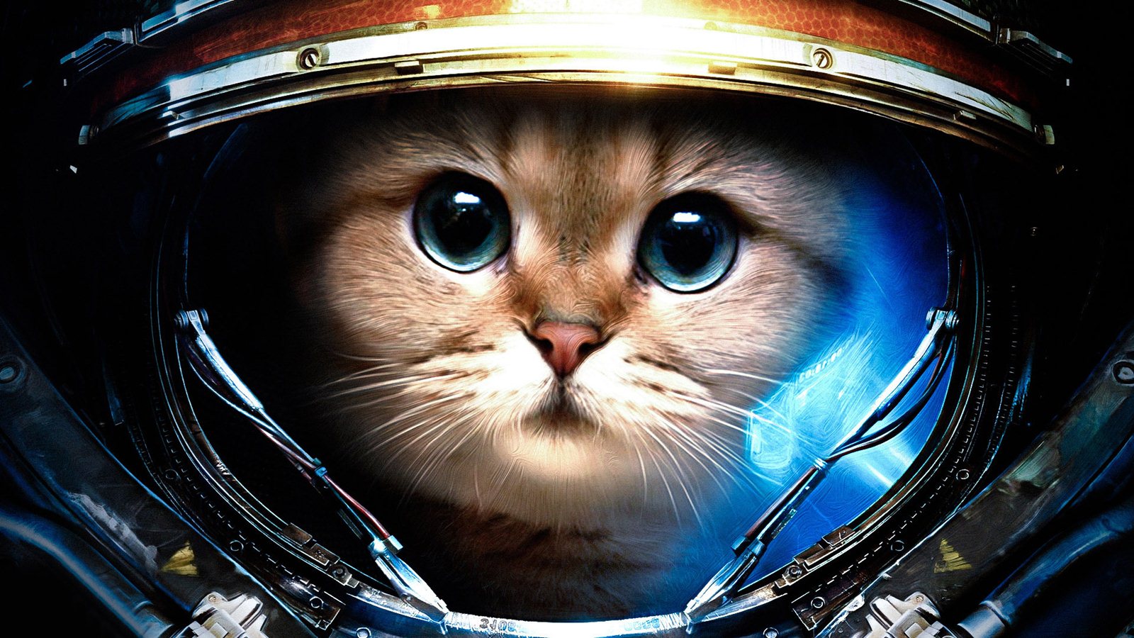 Cat AstronautHD WallpapersImagesPictures