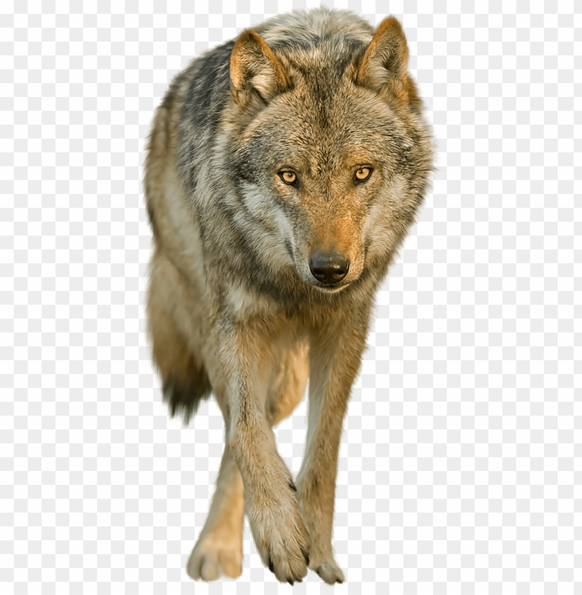 Wolf Png Transparent Image Background Red