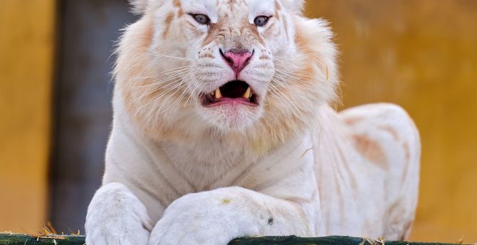 Angry predator white tiger wallpaper hd image picture