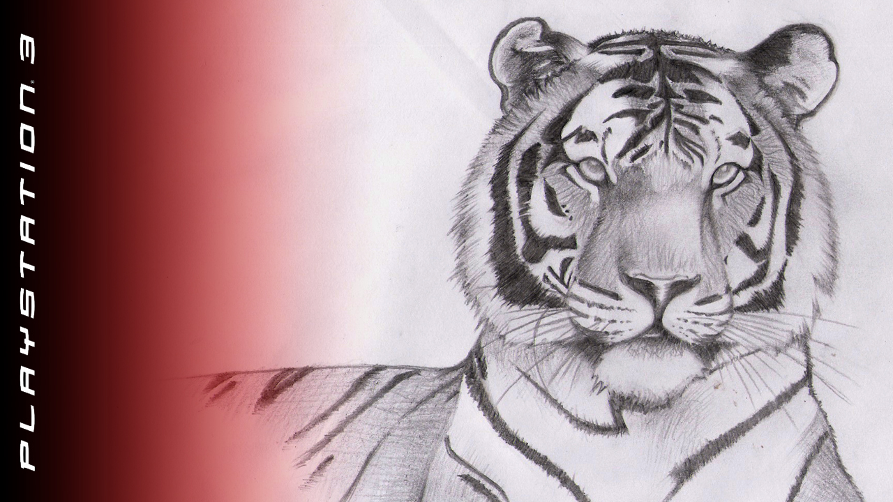 Tiger Drawing Wallpaper