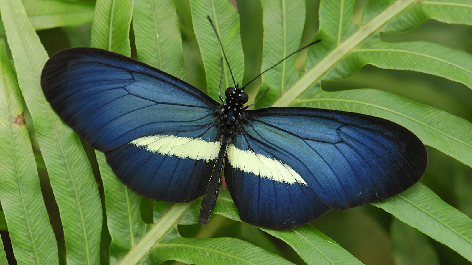 HD animal wallpaper of a blue butterfly on a green leaf Butterfly