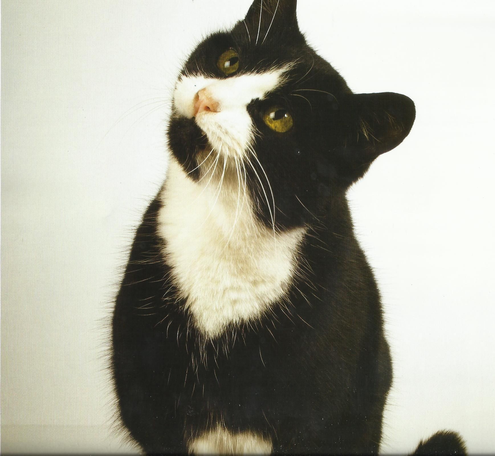 Tuxedo Cat Desktop Wallpaper Image Cool Background
