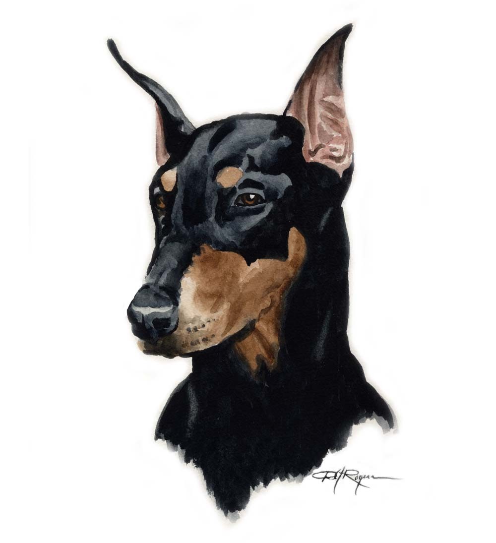 Doberman Pinscher Dog Photo And Wallpaper Beautiful Drawn