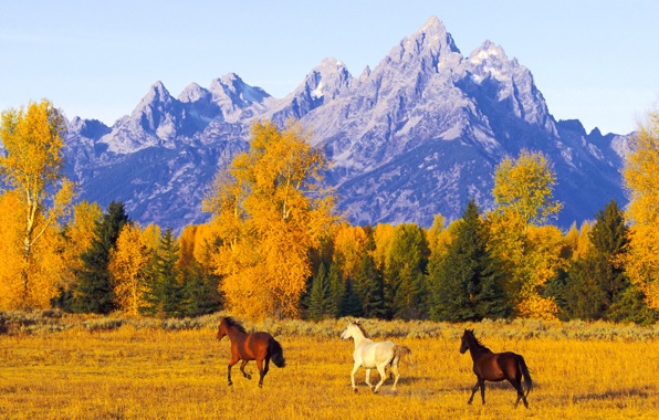 Wallpaper Horses Mountains Autumn Space Dom Nature