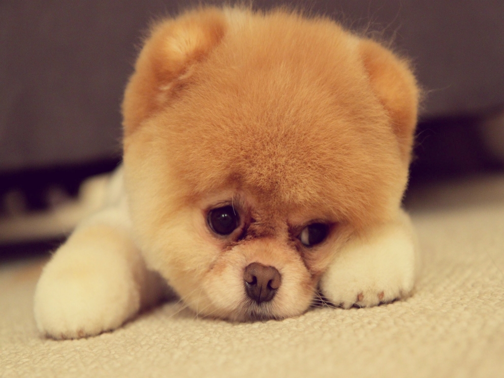 Puppy Is Cute For Pomeranian Wallpaper