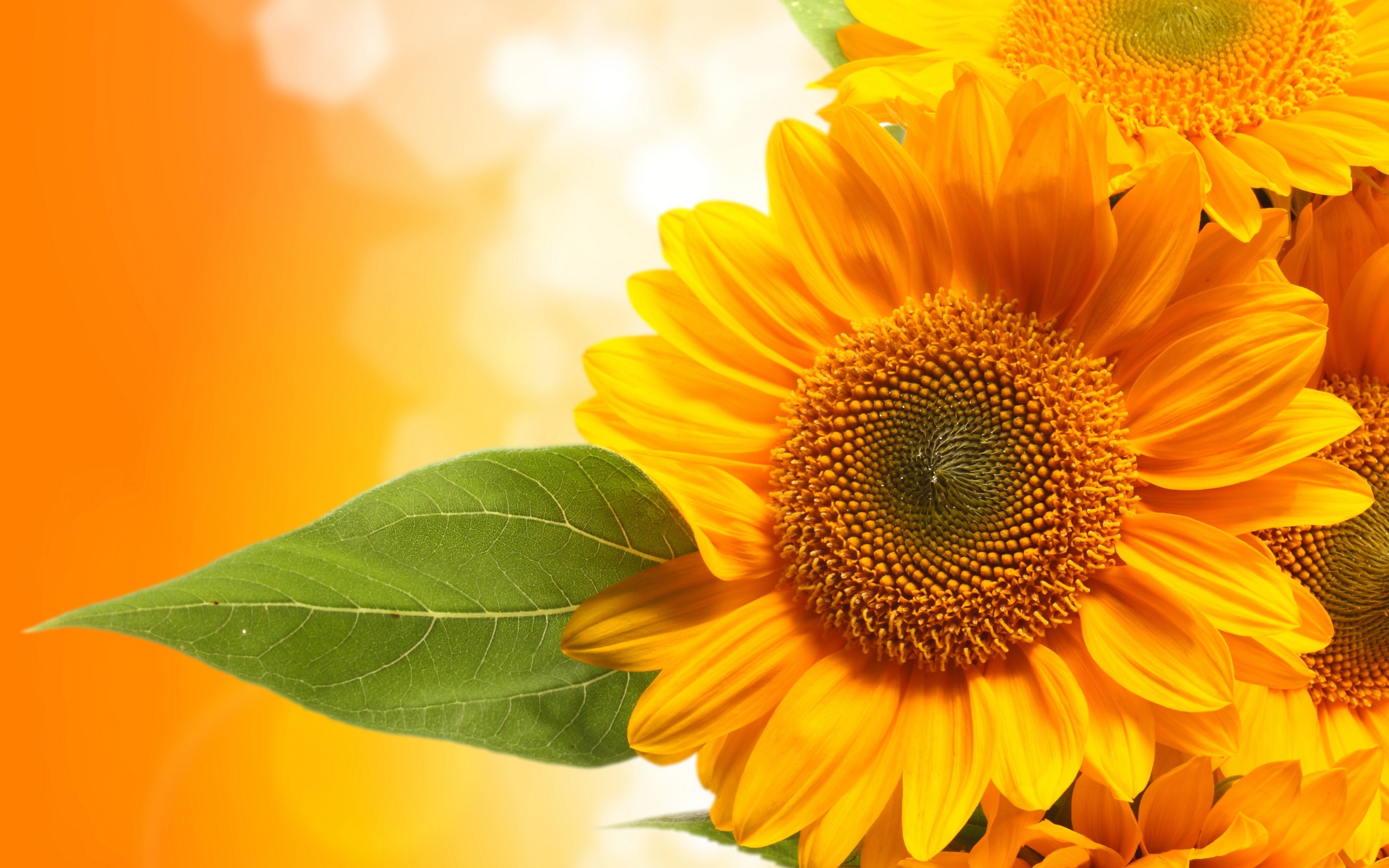 Orange Sunflower Flowers Wallpaper