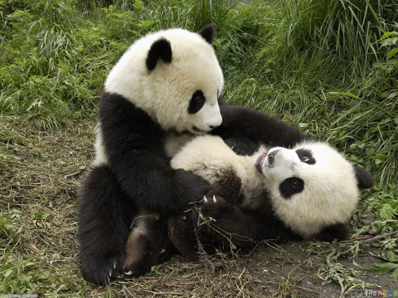 Baby Panda Bears Wallpaper Open Walls