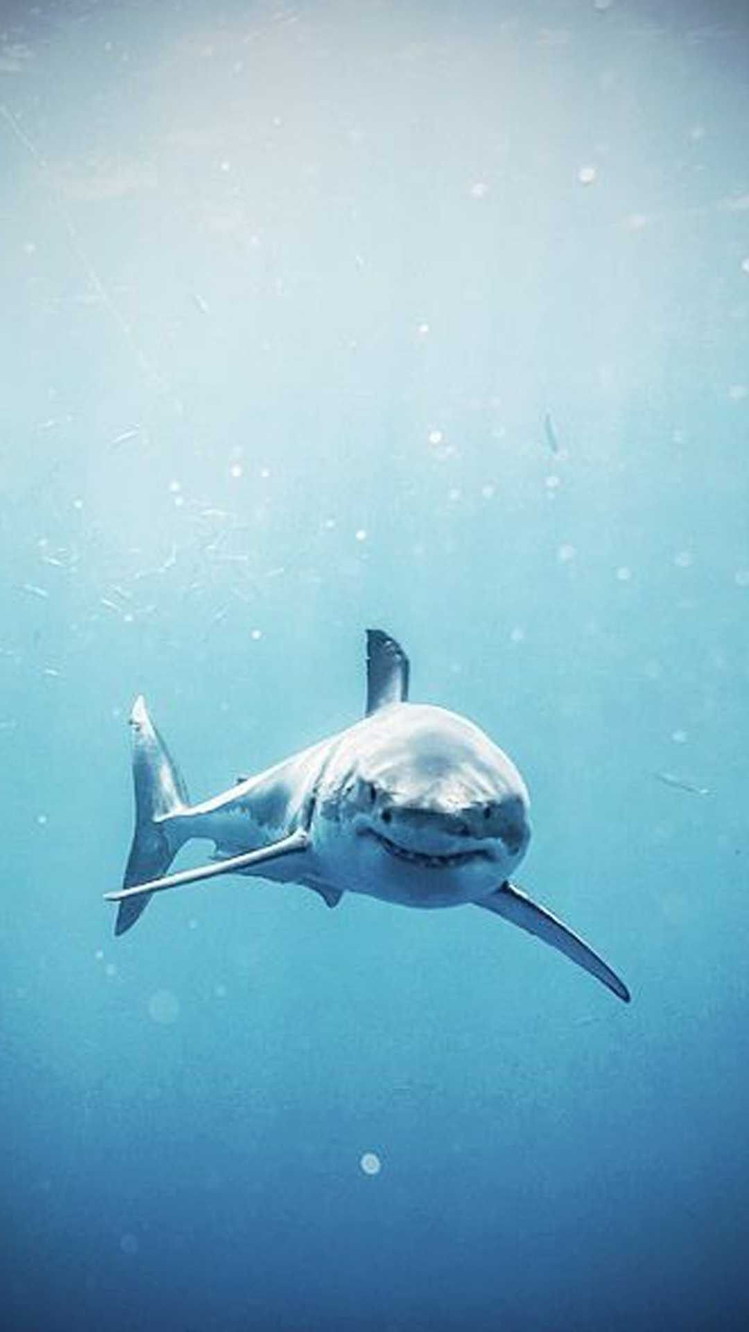 Shark Wallpaper Discover More Desktop High Resolution