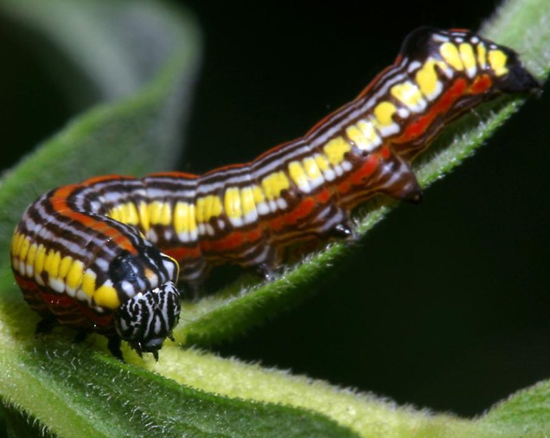 Caterpillars Of Northern Illinois