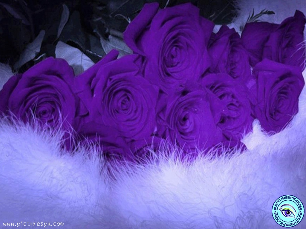 Purple Roses Picture