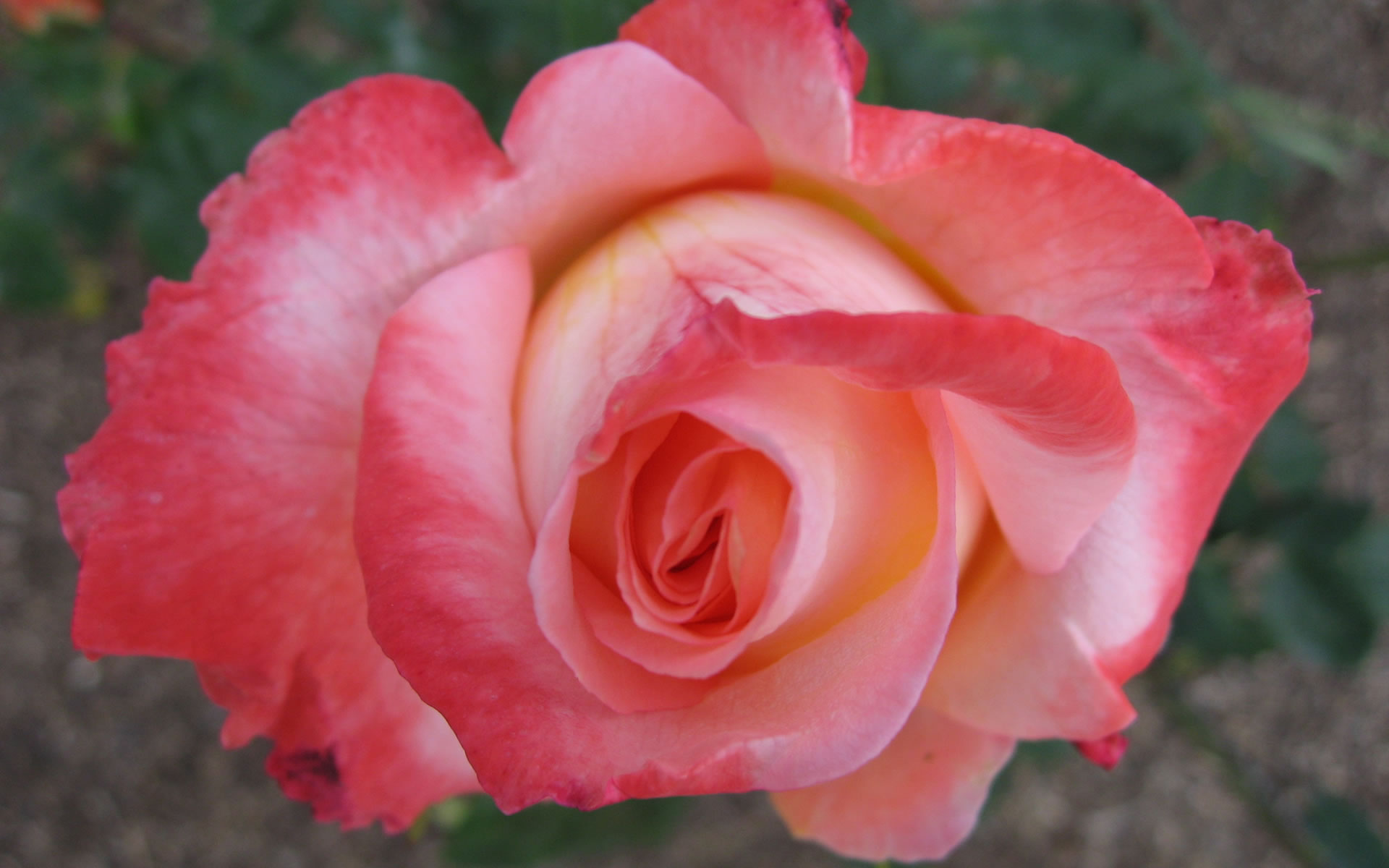 Rose Wallpaper Photos Flower