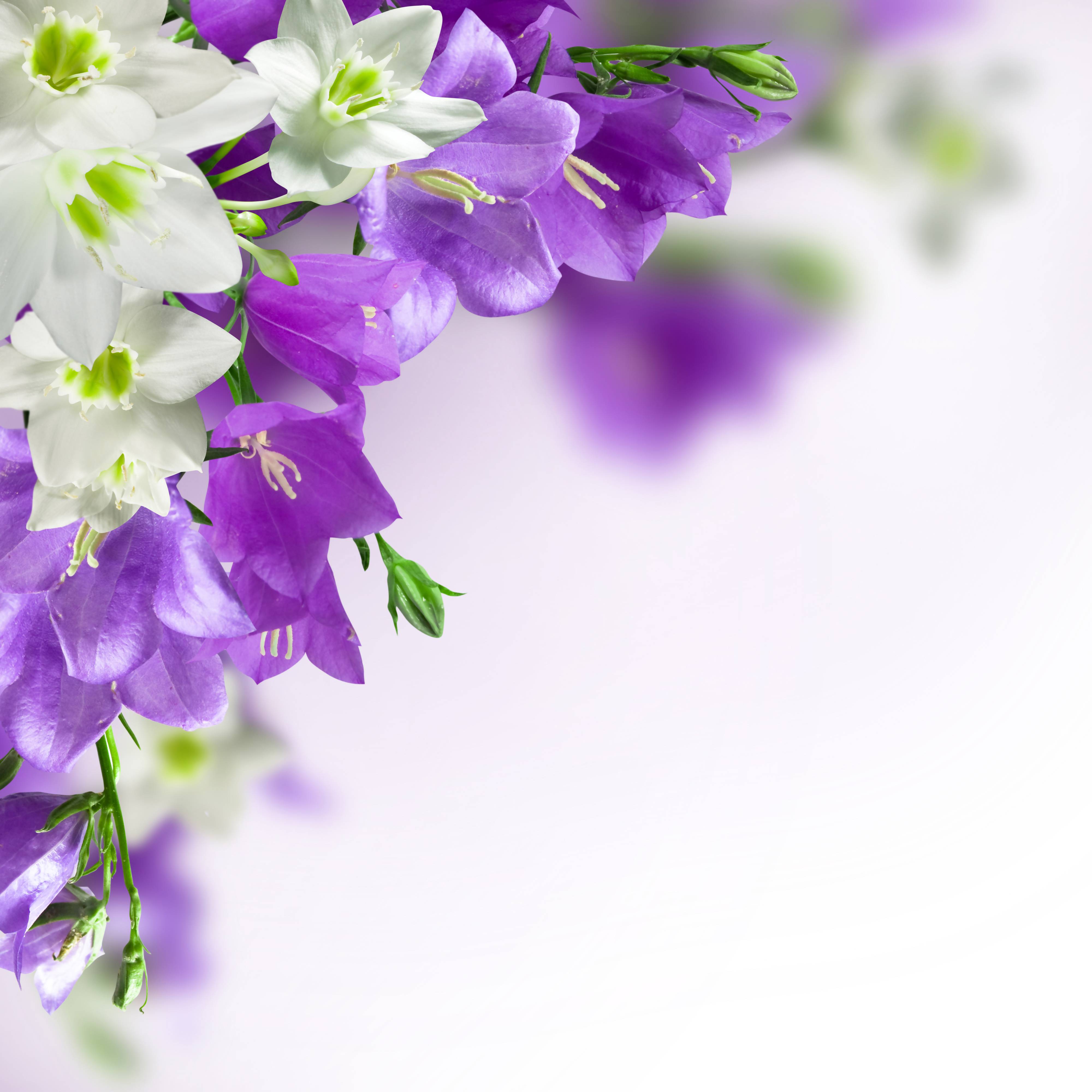 Purple Flower White Background