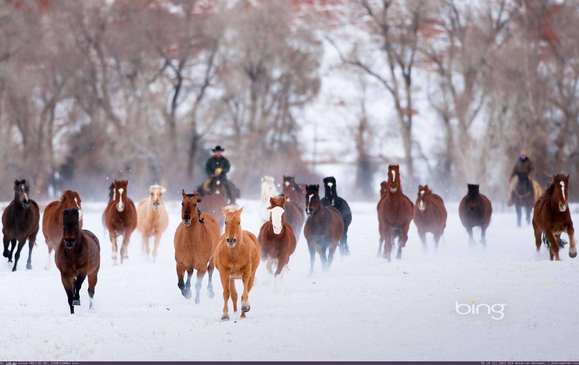 Wallpaper Wranglers Driving American Quarter Horses In The Winter