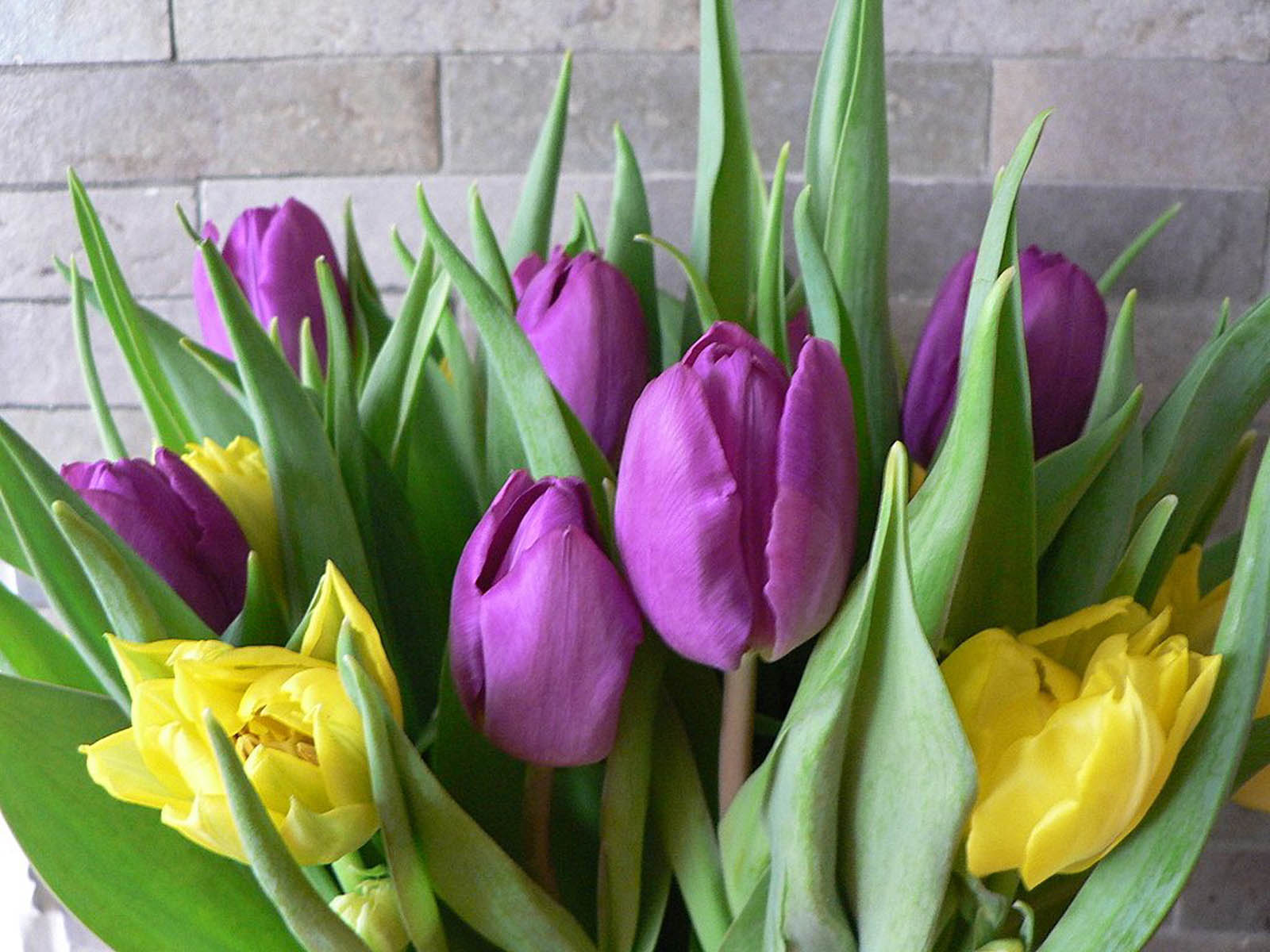 Tulips Flowers Wallpaper Purple Desktop