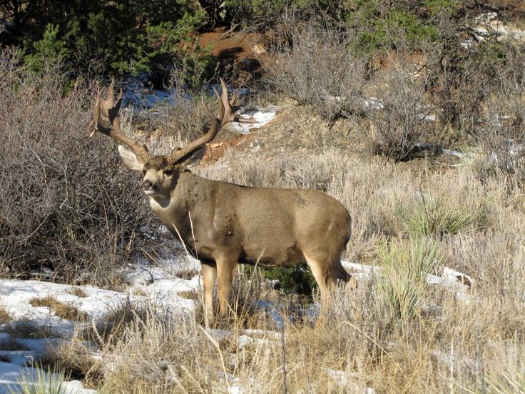 Monster Whitetail Deer Pictures