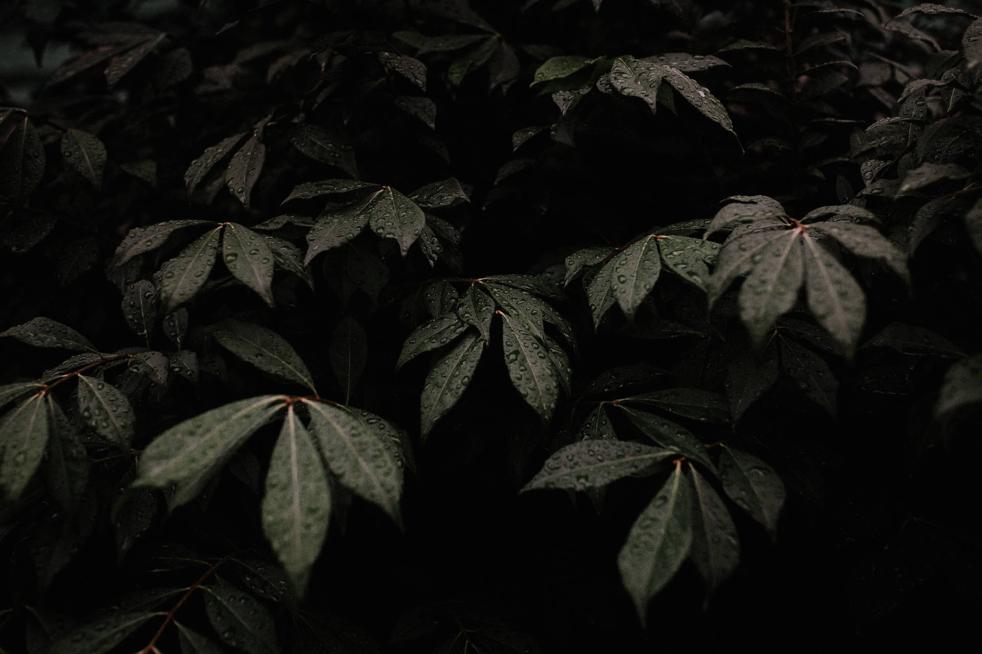 Plant Aesthetic Wallpaper