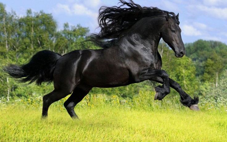 Category Animal Wallpaper Running Black Horse Px