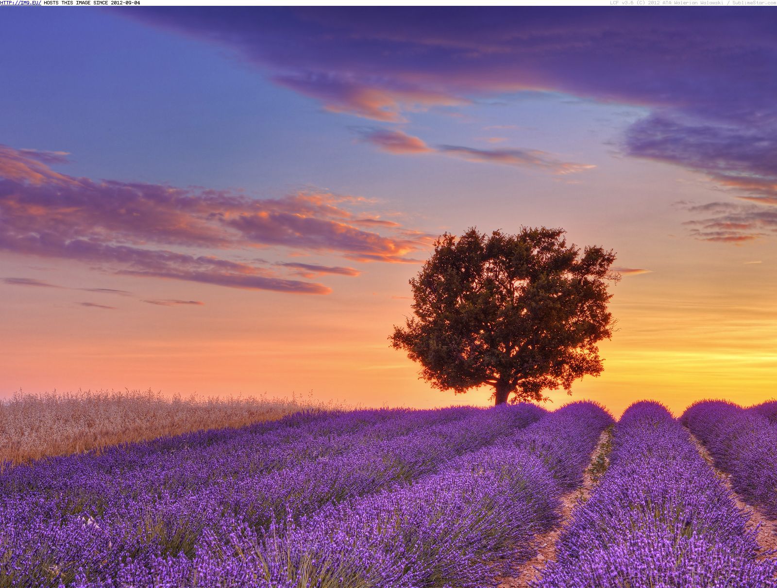 Tree At Sunset In Provence France Wallpaper And Image