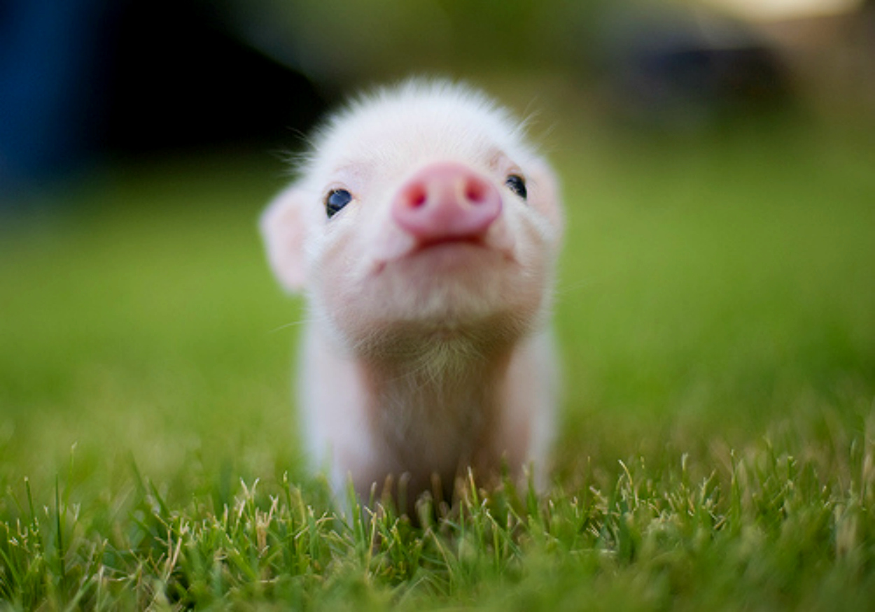 High Definition Lovely Baby Animal Wallpaper Beautiful Pig