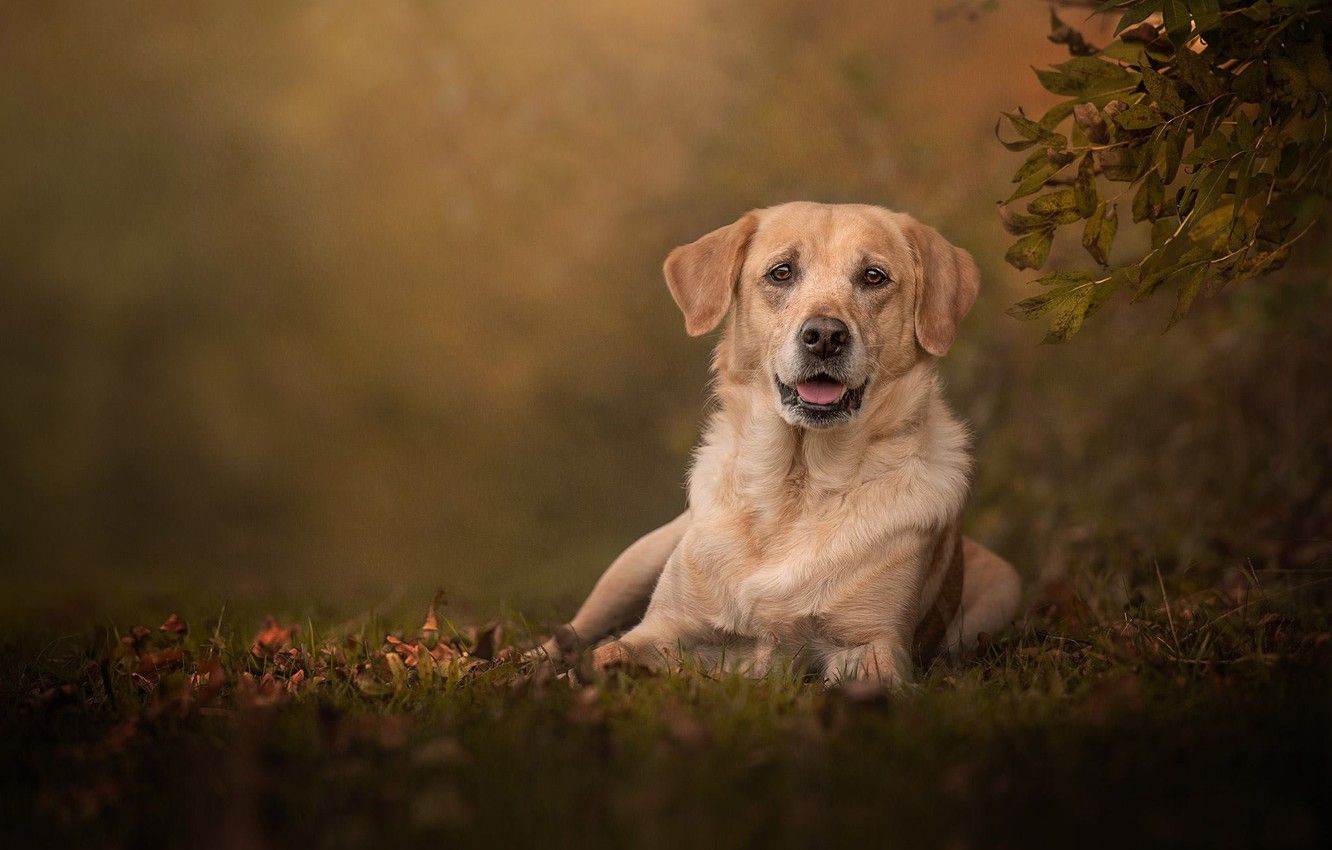 Labrador Retriever Wallpaper