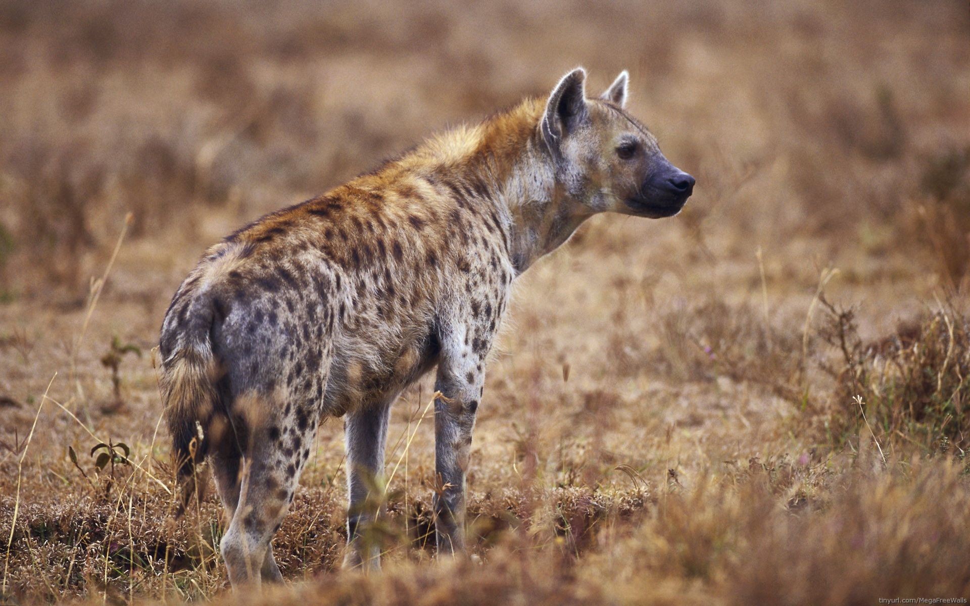 Hyena In Jungle HD Image Background Wallpaper
