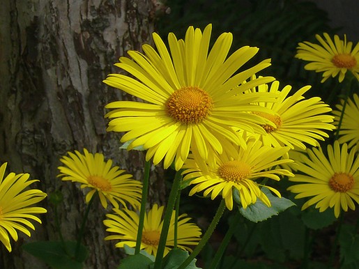 Yellow Daisy Flowers Photos Good Pix Gallery