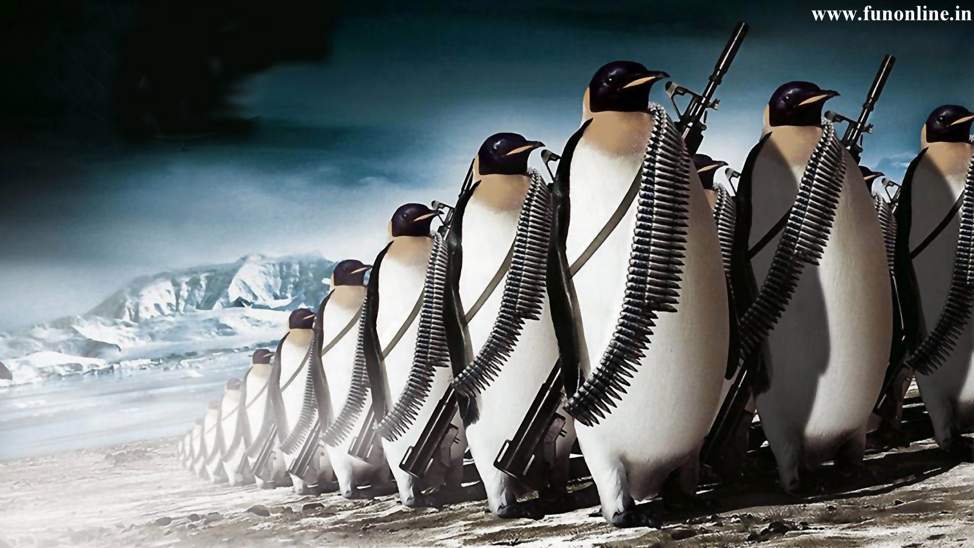 Penguin Wallpaper Cute Bird Penguins HD