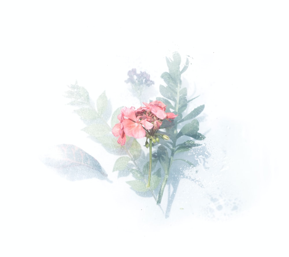 Watercolor Flower Pictures Image