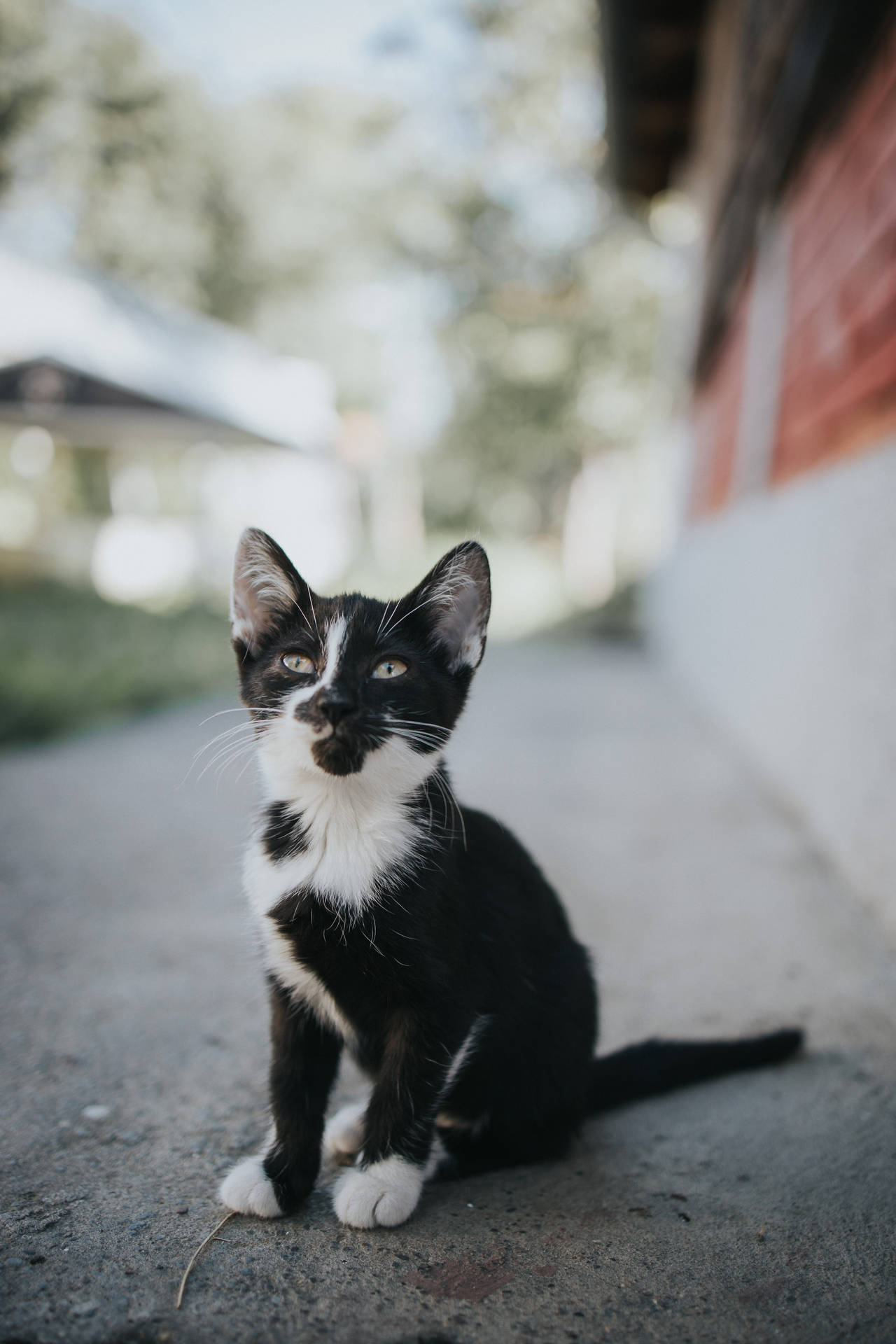 An adorable black and white kitten sits on a sidewalk, looking curiously at the camera