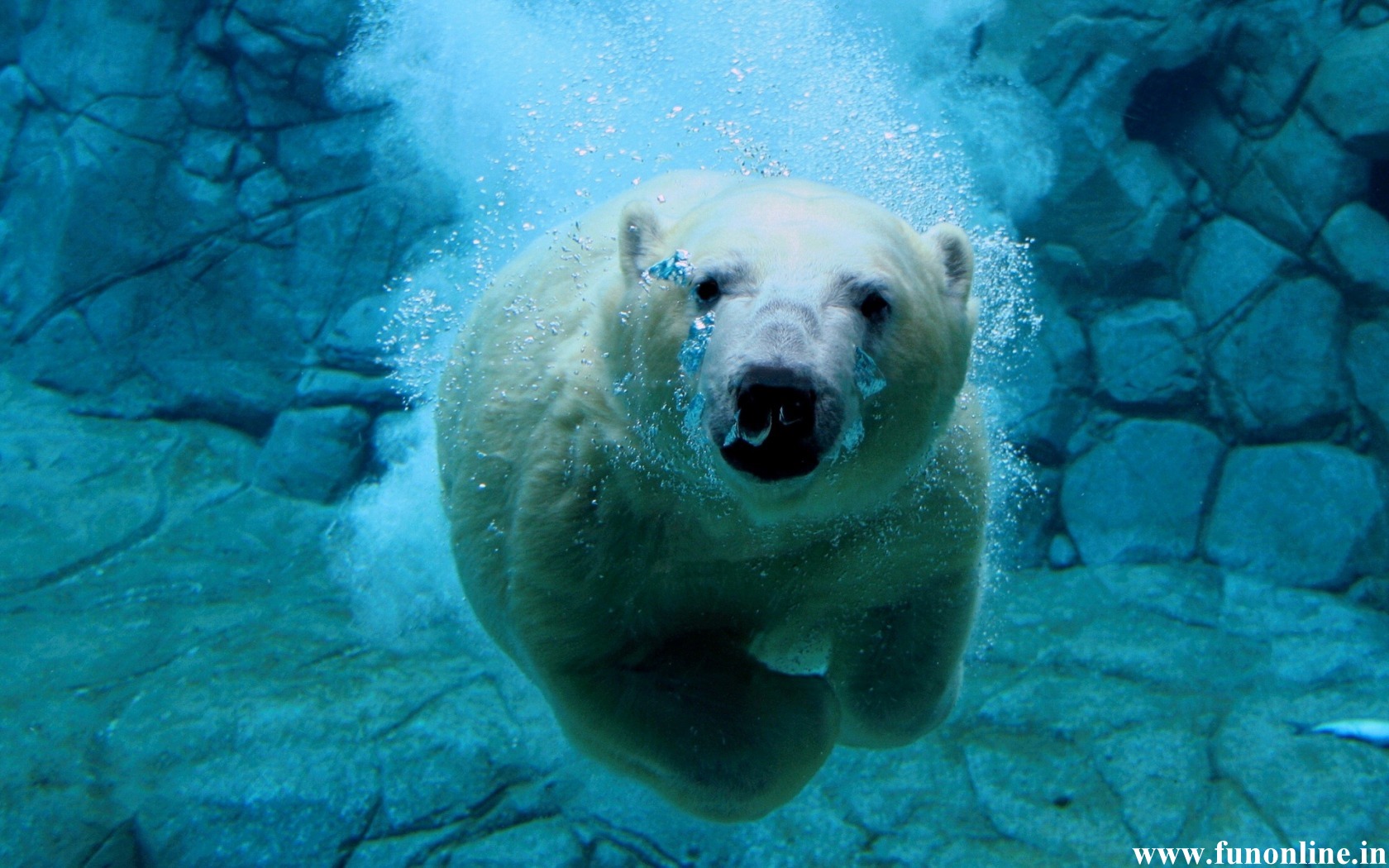Polar Bear Wallpaper Arctic Bears HD