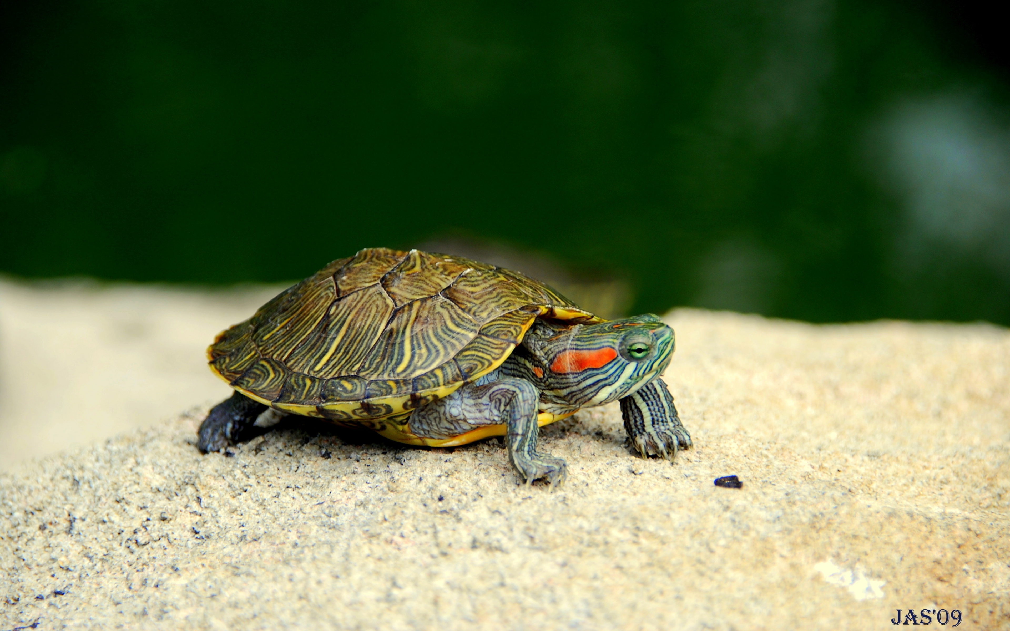 Turtle Wallpaper And Background Image